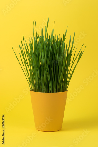 Young green Christmas wheat in a yellow pot on yellow background.