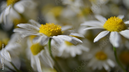 Daisy flower close-up photo