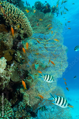 Bunte Korallenlandschaft