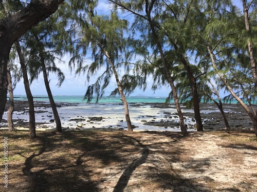 Quadro su tela filaos sur la page ile maurice ile d'ambre
