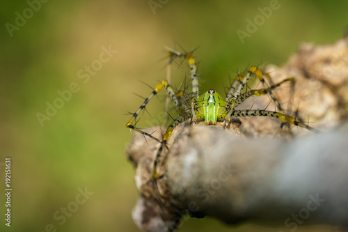 Image of Malagasy green lynx spider (Peucetia madagascariensis) on dry branches. Insect, Animal. © yod67