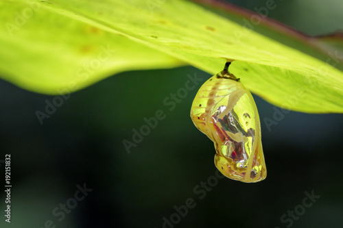 Tableau sur toile Image of chrysalis butterfly pupa hanging under the green leaves