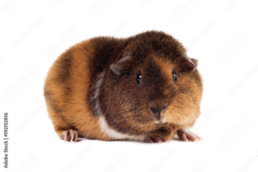 A red-brown guinea-pig of a Teddy breed sits at a half-turn and looks directly on a white background horizontal A red-brown guinea-pig of a Teddy breed sits at a half-turn and looks directly on a white background horizontal