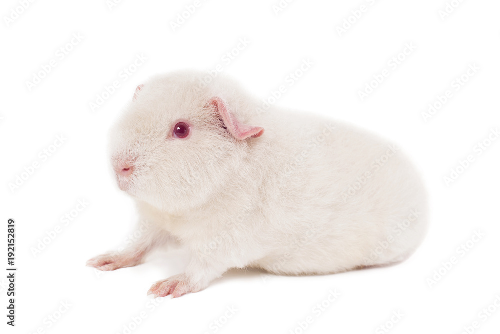 Albino store guinea pig