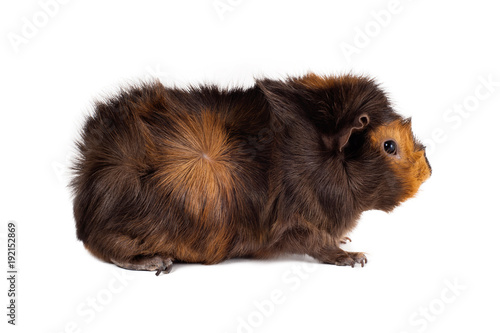 Brown-red guinea pig male Abyssinian color color chocolate-gold sits in a profile head to the right on a white background horizontal