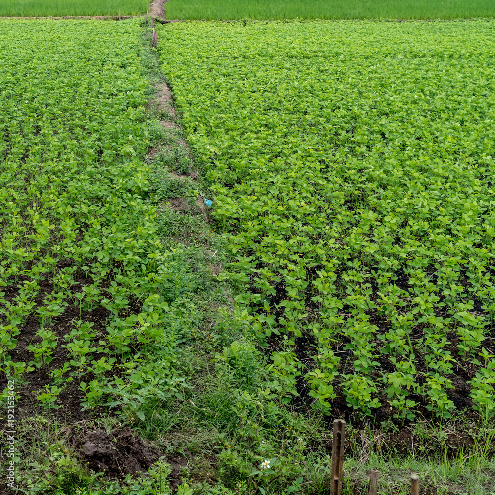 field of green plants field of green plants