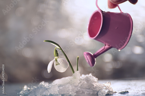 Fototapeta Naklejka Na Ścianę i Meble -  A flower of a snowdrop in melting snow and a small watering can of a watering flower.
