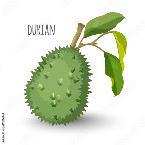 Exotic durian in sharp closed skin with leaves