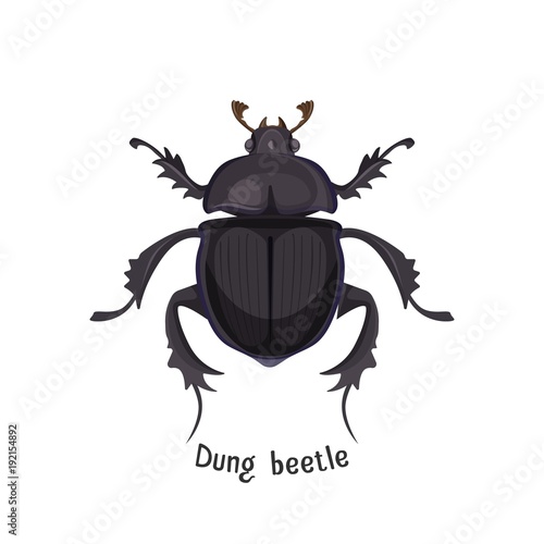 Black dung beetle that has strong unpleasant smell