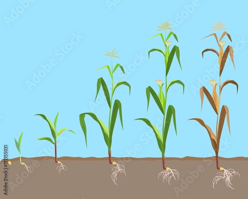 Dying plant of sweet corn from small sprout till dried plant,