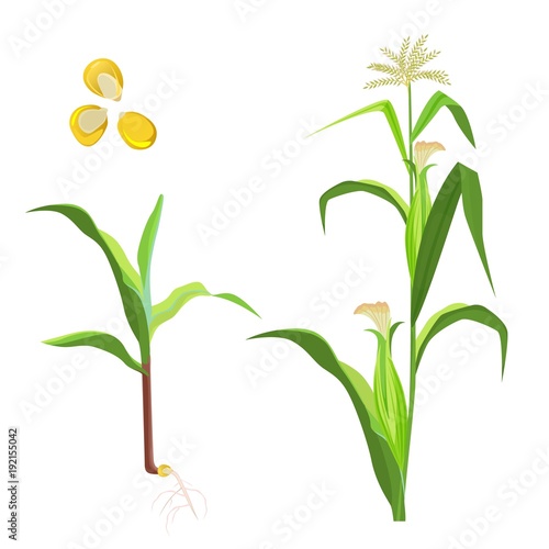 Sweet corn flowering plant and seeds vector illustration isolated