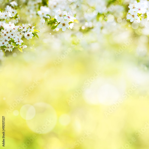 Spring background with cherry blossoms © gudrun