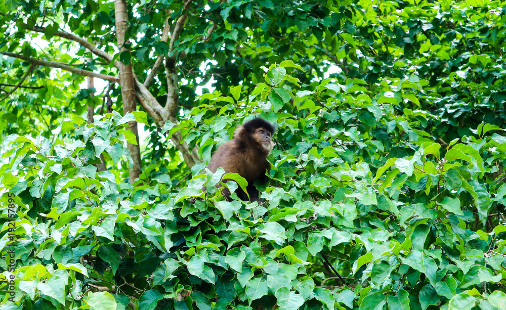 Obraz premium Scimmia nel parco naturale iguazu