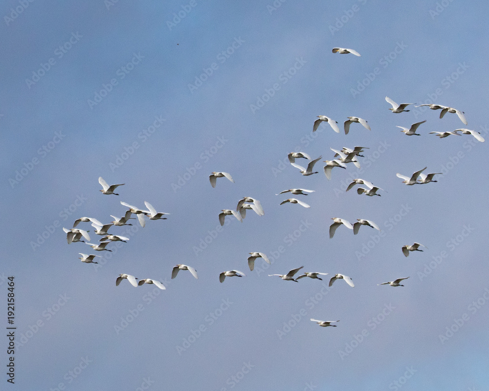 Obraz premium GIant Egret Flock