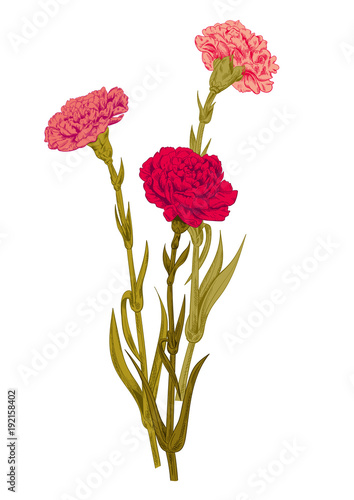 Bouquet carnation schabaud: red, pink, yellow, white flowers, green stems, leaves on white background for Mother's Day, Victory day, digital draw in engraving vintage style, vector