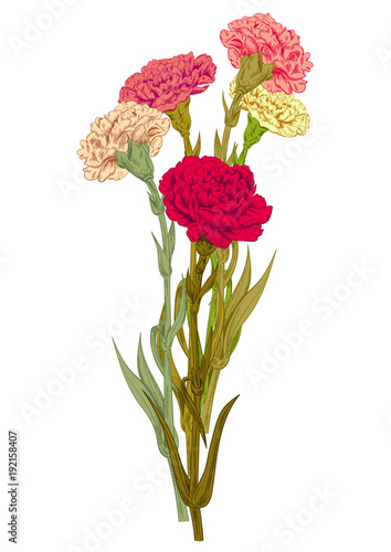 Bouquet carnation schabaud: red, pink, yellow, white flowers, green stems, leaves on white background for Mother's Day, Victory day, digital draw in engraving vintage style, vector