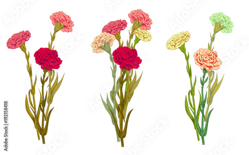 Collection of bouquetes carnation: red, white, pink, yellow of flowers, green stems, leaves on white background for Mother's Day, Victory day, digital draw in engraving vintage style, vector