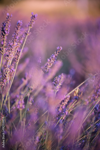 Bees buzzing in the blossoming lavender field  summer sunset photo  Provence  south France  close up view
