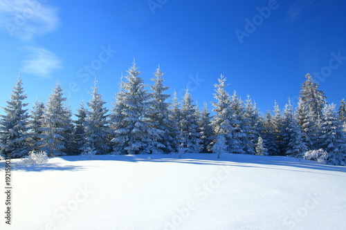 Forest in winter © Simun Ascic
