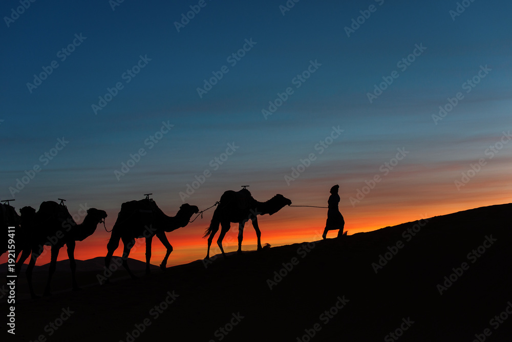 Silhouette of caravan in desert Sahara, Morocco with beautiful and colorful sunset in background Silhouette of caravan in desert Sahara, Morocco with beautiful and colorful sunset in background