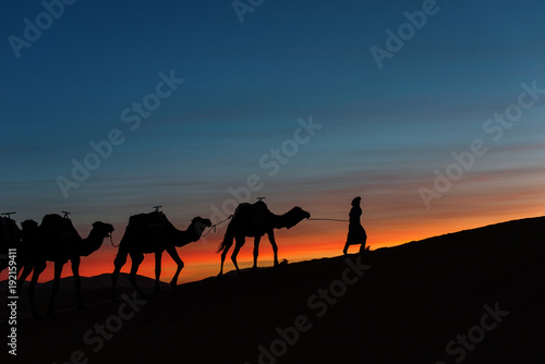 Silhouette of caravan in desert Sahara  Morocco with beautiful and colorful sunset in background