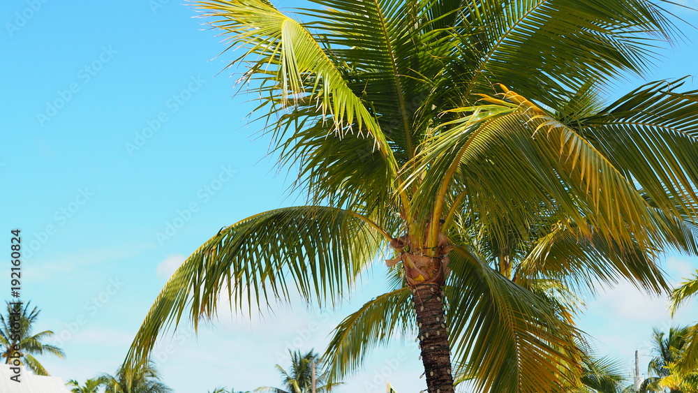 Obraz premium Palme auf den Florida Keys