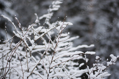 Winter snowy background with frosty branches and blurry background