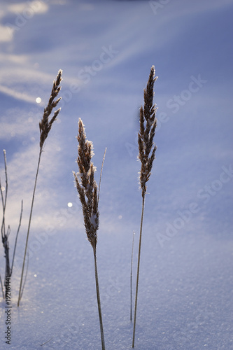 Frosy plants in winter with sunbeams hitting them photo