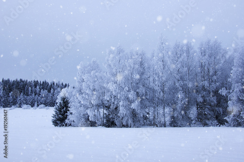 Snowy winter landscape with snowfall © Tuomas