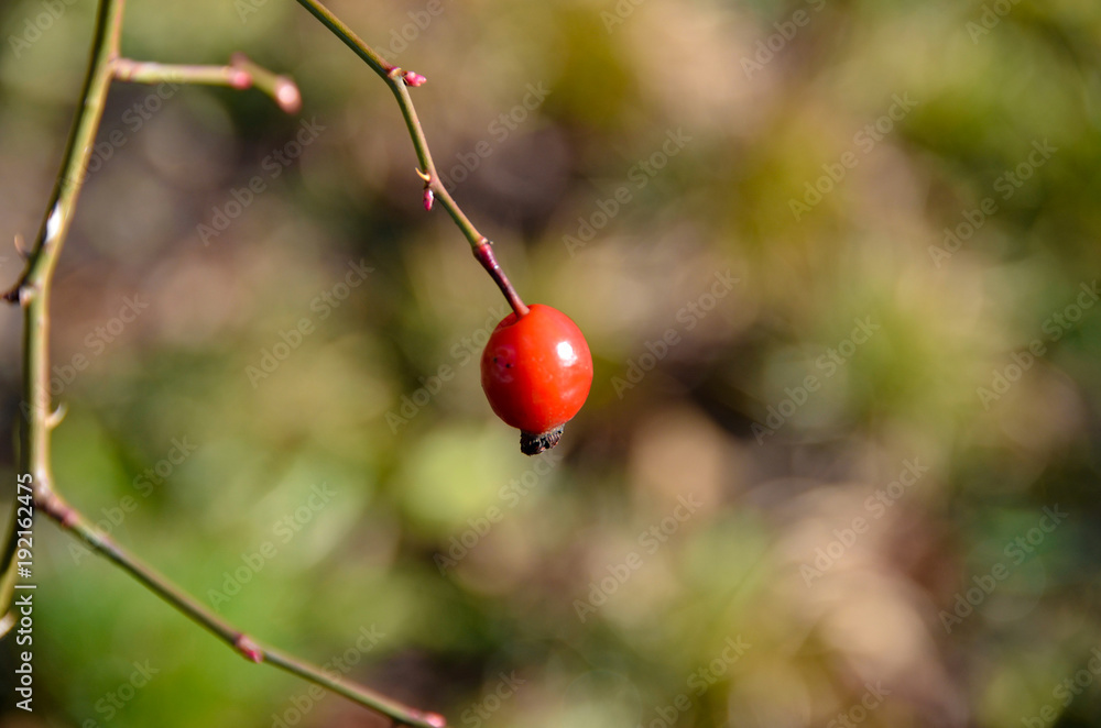 Lonely Rose Hip