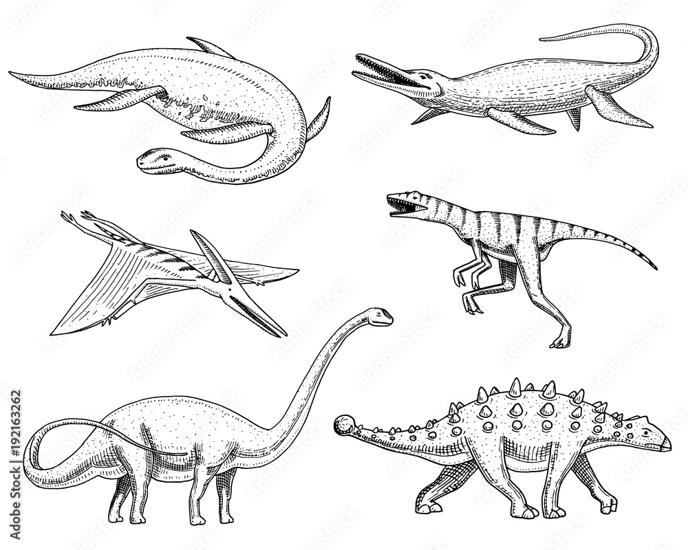 Fototapeta premium Dinosaurs Elasmosaurus, Mosasaurus, Barosaurus, Diplodocus, Pterosaur, Ankylosaurus, Velociraptor, fossils, winged lizard. American Prehistoric reptiles, Jurassic Animal engraved Hand drawn vector.
