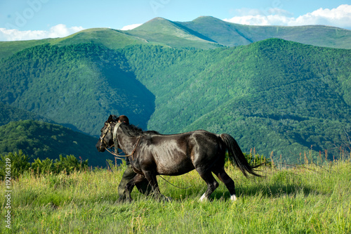 Fototapeta Naklejka Na Ścianę i Meble -  Poranek na Połoninie