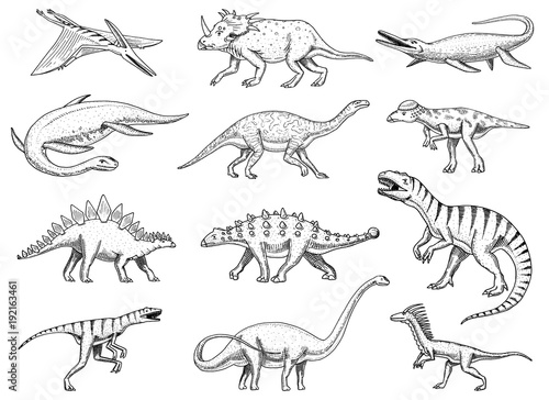 Dinosaurs set, Tyrannosaurus rex, Triceratops, Barosaurus, Diplodocus, Velociraptor, Triceratops, Stegosaurus, skeletons, fossils. Prehistoric reptiles, Animal Hand drawn vector.