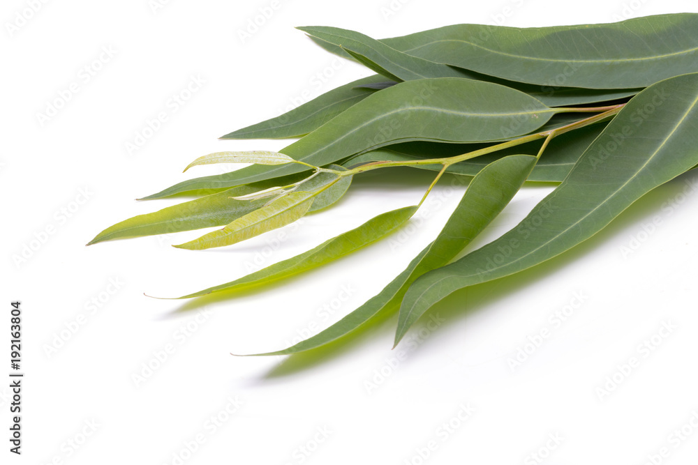 Eucalyptus leaves isolated on white background Eucalyptus leaves isolated on white background