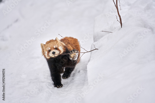 Fototapeta Naklejka Na Ścianę i Meble -  雪の上のレッサーパンダ