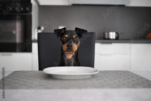 Hund sitzt am Tisch ausf Stuhl und isst von Teller mit Küche im Hintergrund