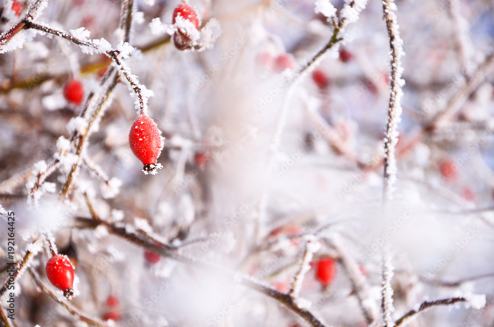 Fototapeta premium Czerwony rosa canina kwiat zimą - zdrowie, odporność, herbata