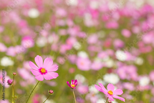 Cosmos flower, beautiful cosmos flowers with color filters and noon day sun