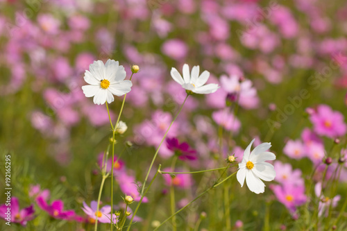 Cosmos flower, beautiful cosmos flowers with color filters and noon day sun