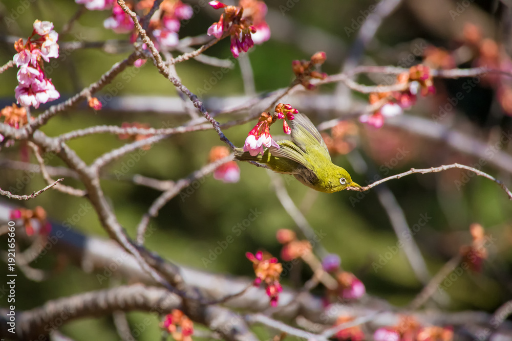The Japanese White-eye and cherry blossoms(Japanese name is Kanzakura). Located in Tokyo Prefecture Japan. The Japanese White-eye and cherry blossoms(Japanese name is Kanzakura). Located in Tokyo Prefecture Japan.