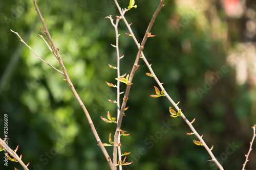 Young Green leaf of Fried Egg Tree photo