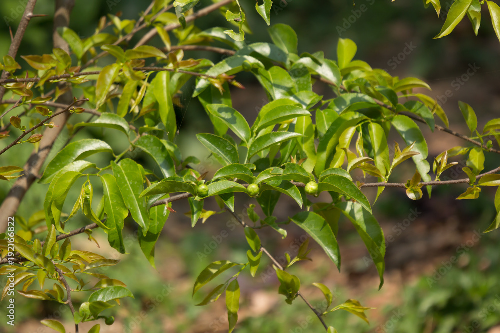 Young Green leaf of Fried Egg Tree Young Green leaf of Fried Egg Tree