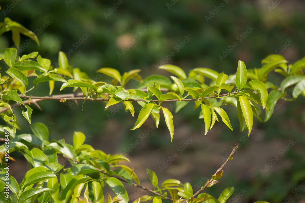 Young Green leaf of Fried Egg Tree
