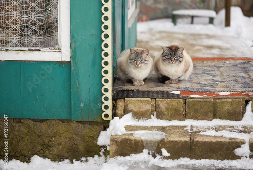rural domestic cats. winter large portrait on the street. photo