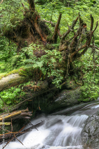 Water stream and fallen tree