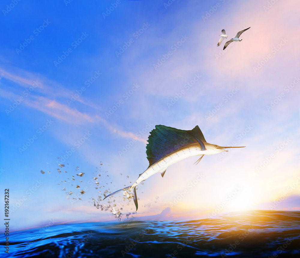 Fototapeta premium blue ,black marlin fish jumping to mid air over blue sea and sea gull flying above