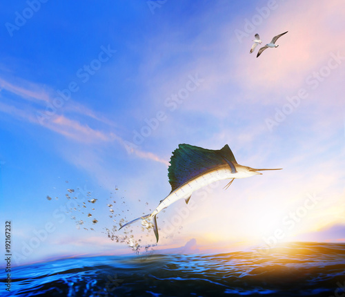 Fotografia blue ,black marlin fish jumping to mid air over blue sea and sea gull flying abo