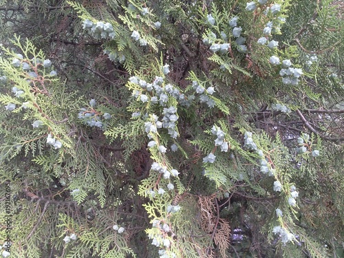 Fotografie Chinese Arborvitae  with cones