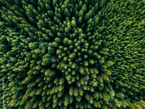 Aerial top view of summer green trees in forest in rural Finland. © nblxer