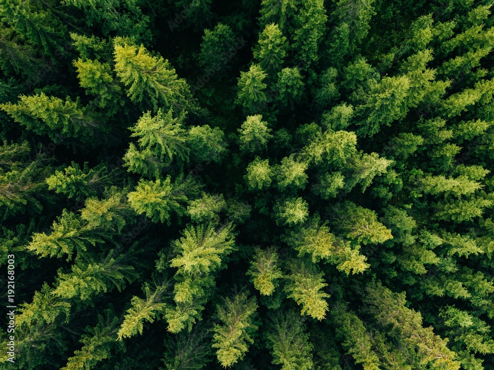 Obraz premium Widok z lotu ptaka odgórny lato zieleni drzewa w lesie w wiejskim Finlandia.